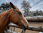 Cabalgata con vista al  Cerro López – Experiencia ecuestre con vistas al Nahuel Huapi - Imagen 2
